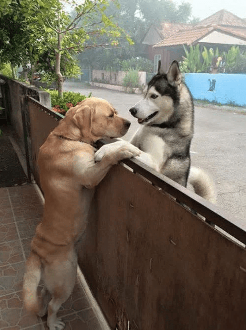 Собака убегает из своего двора, чтобы обнять лучшего друга через забор