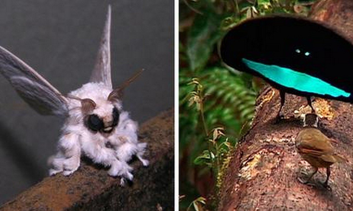 Редкое встречается в мире. Венесуэльский мотылёк-пудель. Самые необычные существа. Необычные животные реальные. Необычные существа нашей планеты.